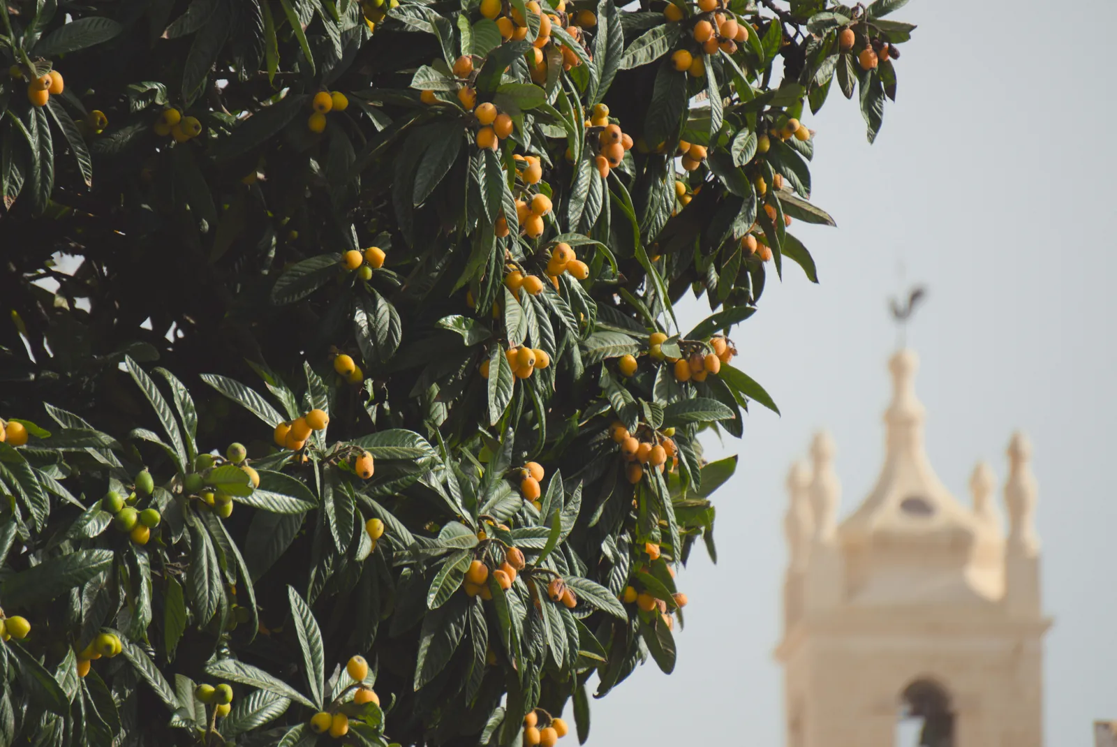 Leafy branches hung with clusters of small orange fruit in afternoon sun, with a pale stone church bell tower out of focus behind at the right