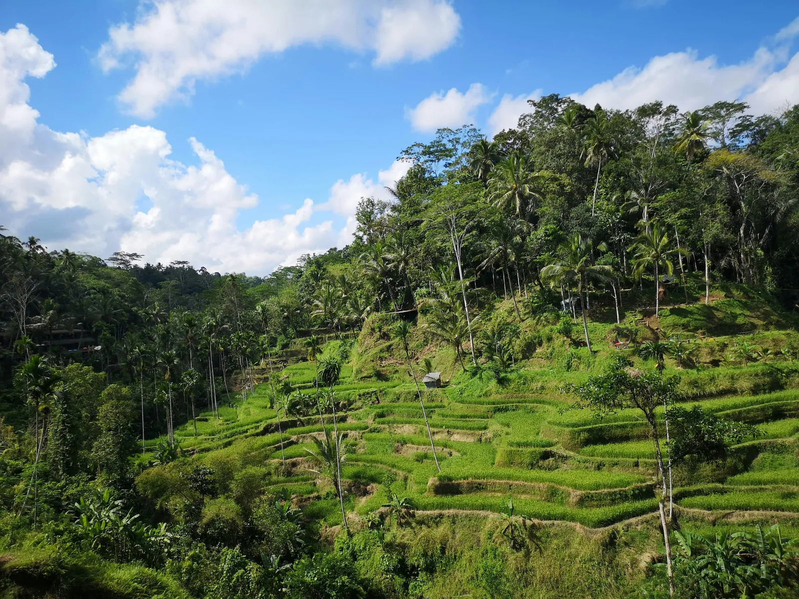 Green rice terraces stepping down a hillside under coconut palms and a blue sky at Tegallalang, Bali