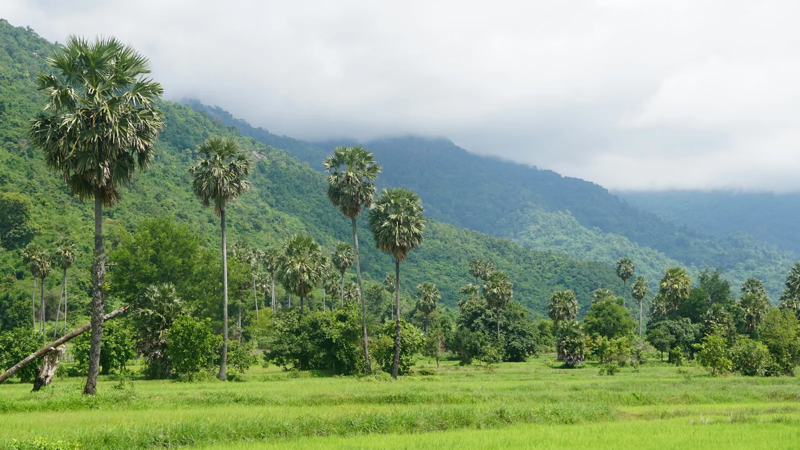 Bright green rice fields with tall sugar palms below forested hills and low cloud in Kampong Chhnang, Cambodia