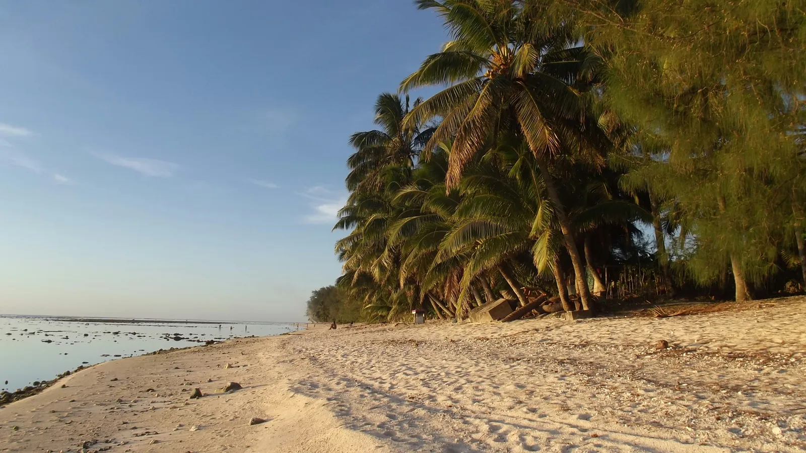 A sandy beach curving away under coconut palms and casuarina trees, beside a calm, shallow lagoon