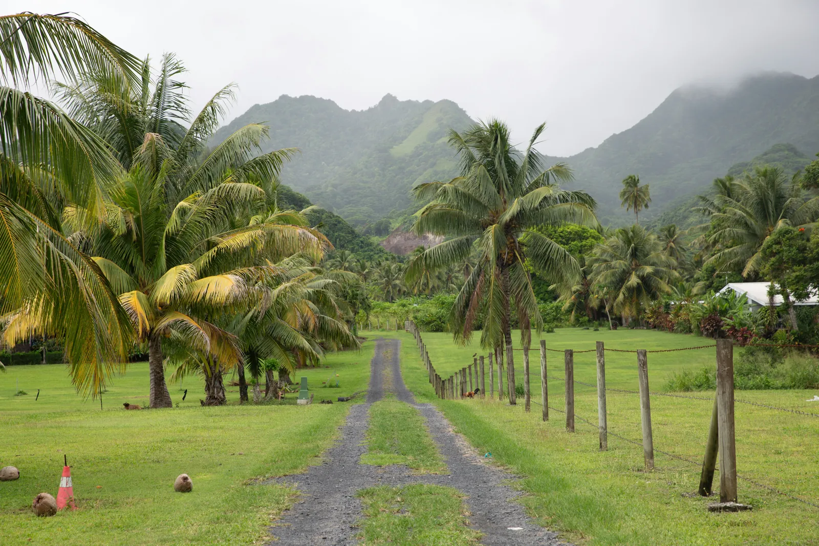 A gravel driveway runs between coconut palms and a wire fence towards steep green mountains wrapped in cloud