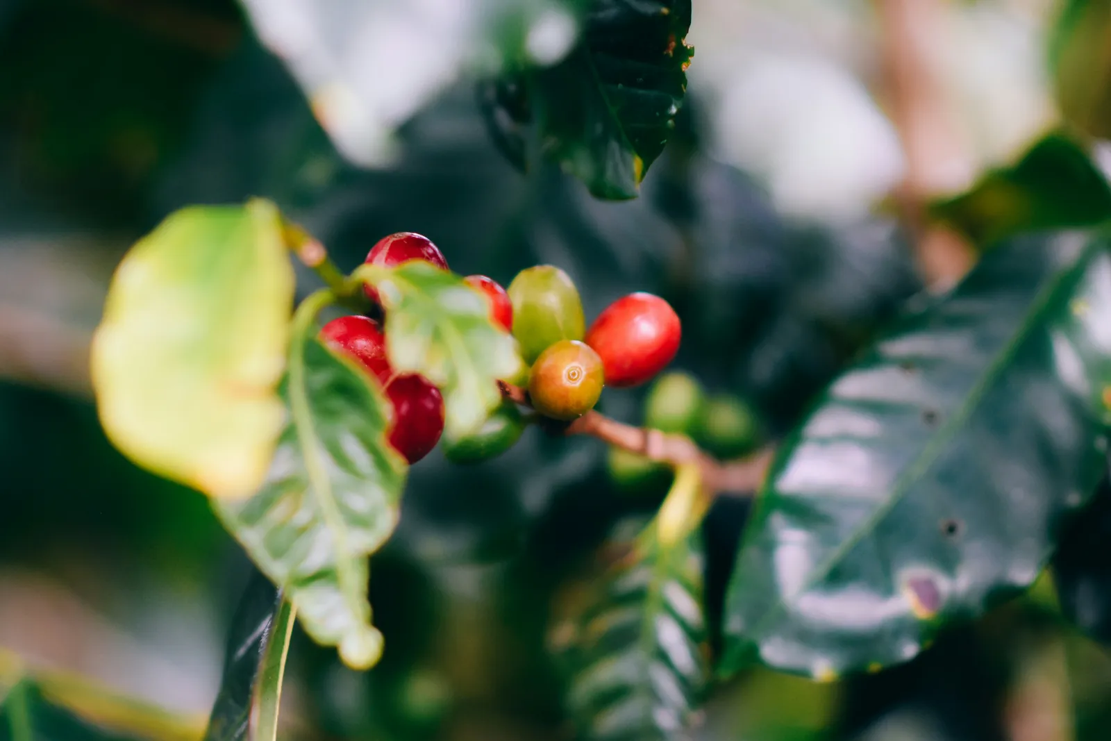 A sprig of a coffee plant with clustered red and green coffee cherries among glossy dark green leaves, the background softly out of focus