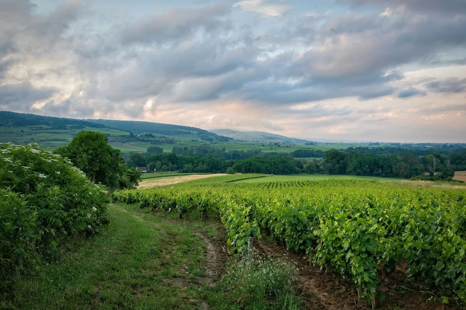 Rows of green vines running down a gentle slope beside a grassy track, with woods, fields and low hills fading to a cloudy pink and grey sky