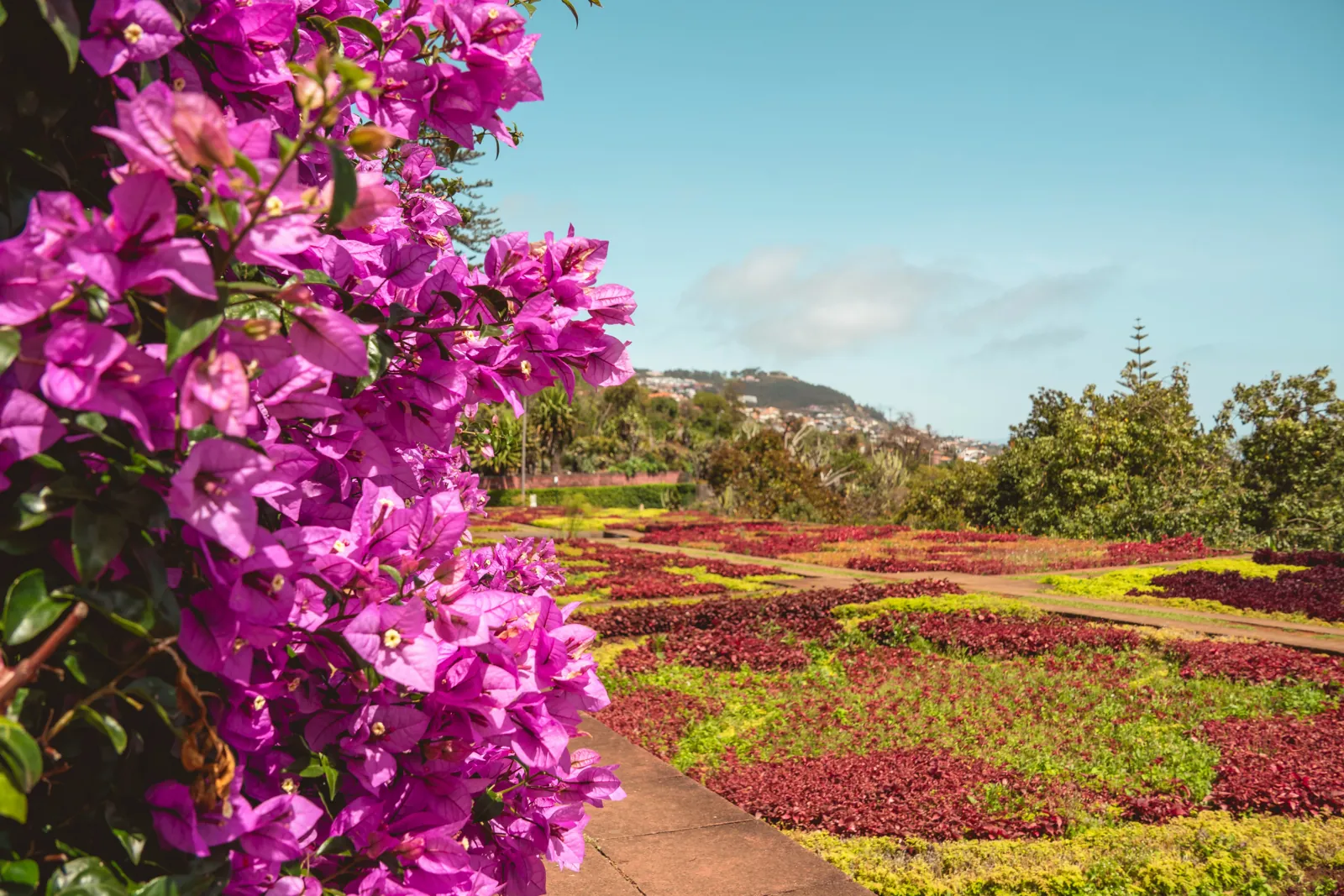 Purple bougainvillea in the foreground above formal garden beds of red, green and yellow plants, with wooded hills behind