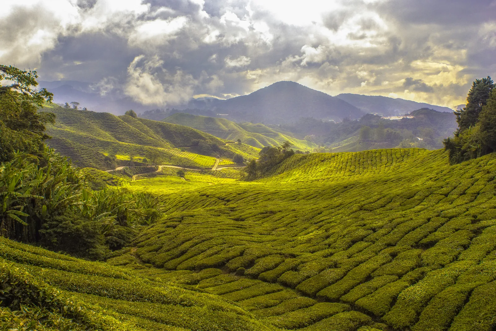 Rolling rows of bright green tea bushes filling a valley, with forested hills and a mountain under a cloudy sky