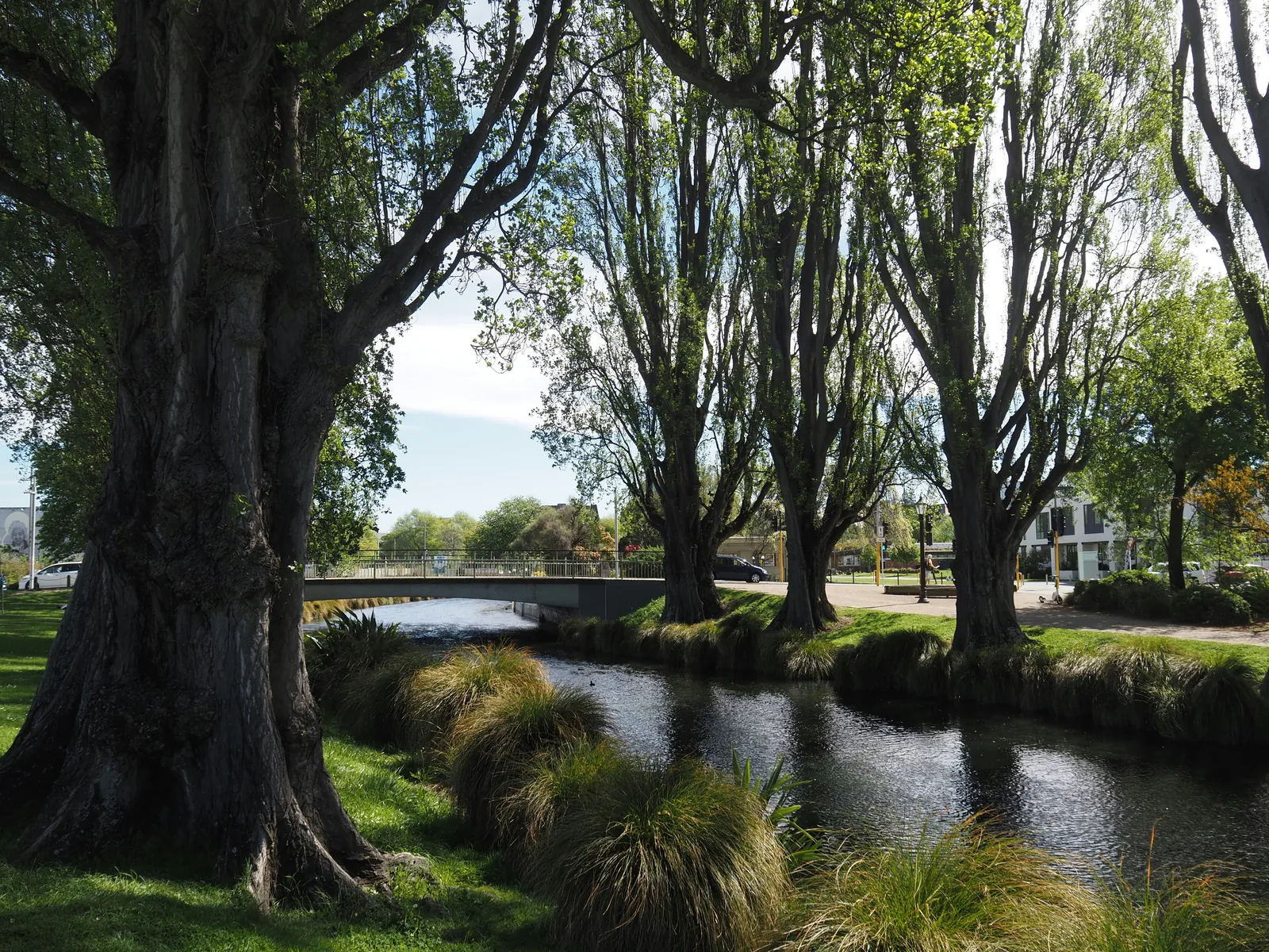 The Avon River in central Christchurch, with tall poplars and tussock grass along the bank and a low footbridge across the water