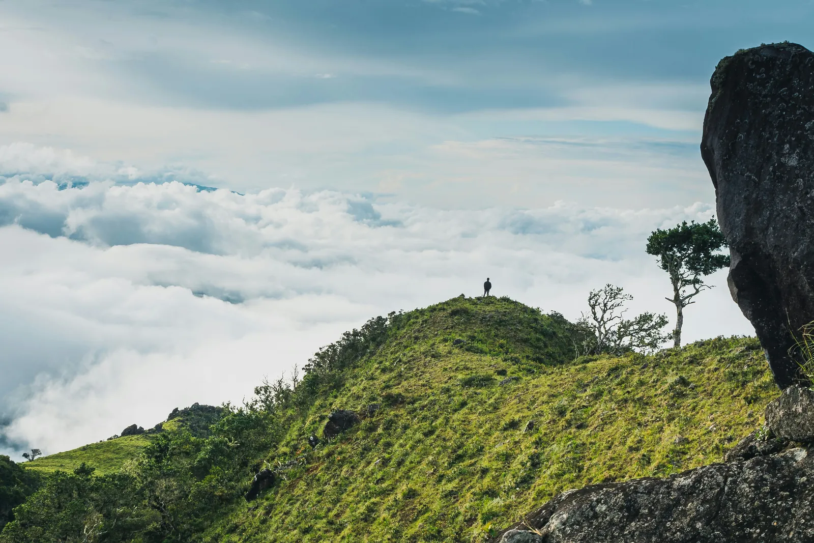 A grassy green ridge with a few wind-bent trees and a large dark boulder, above a sea of white cloud, with one tiny walker standing on the crest