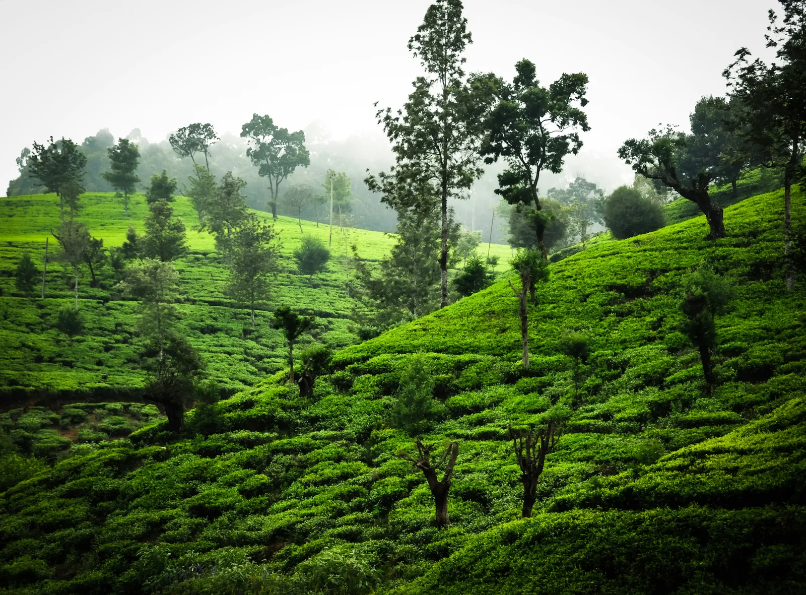 Steep hillsides covered in rows of bright green tea bushes, dotted with tall shade trees, with misty forest above