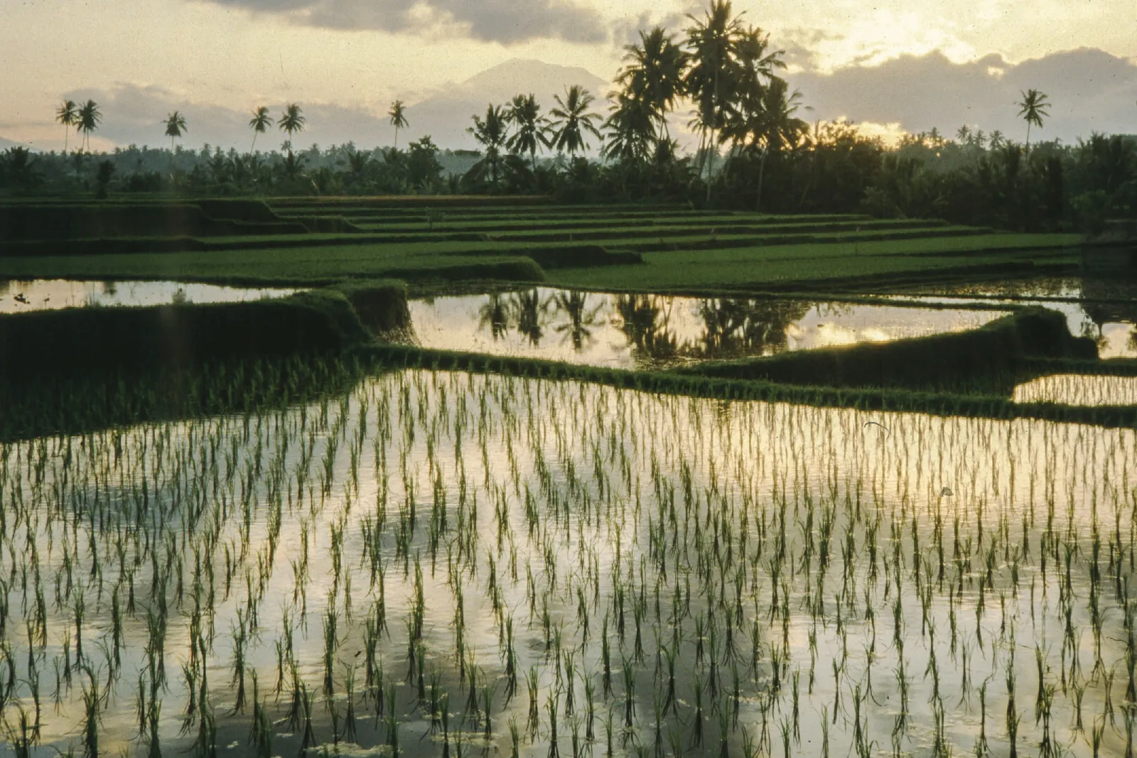 Flooded rice paddies with rows of young plants reflecting a cloudy sky at sunrise, with coconut palms along the horizon