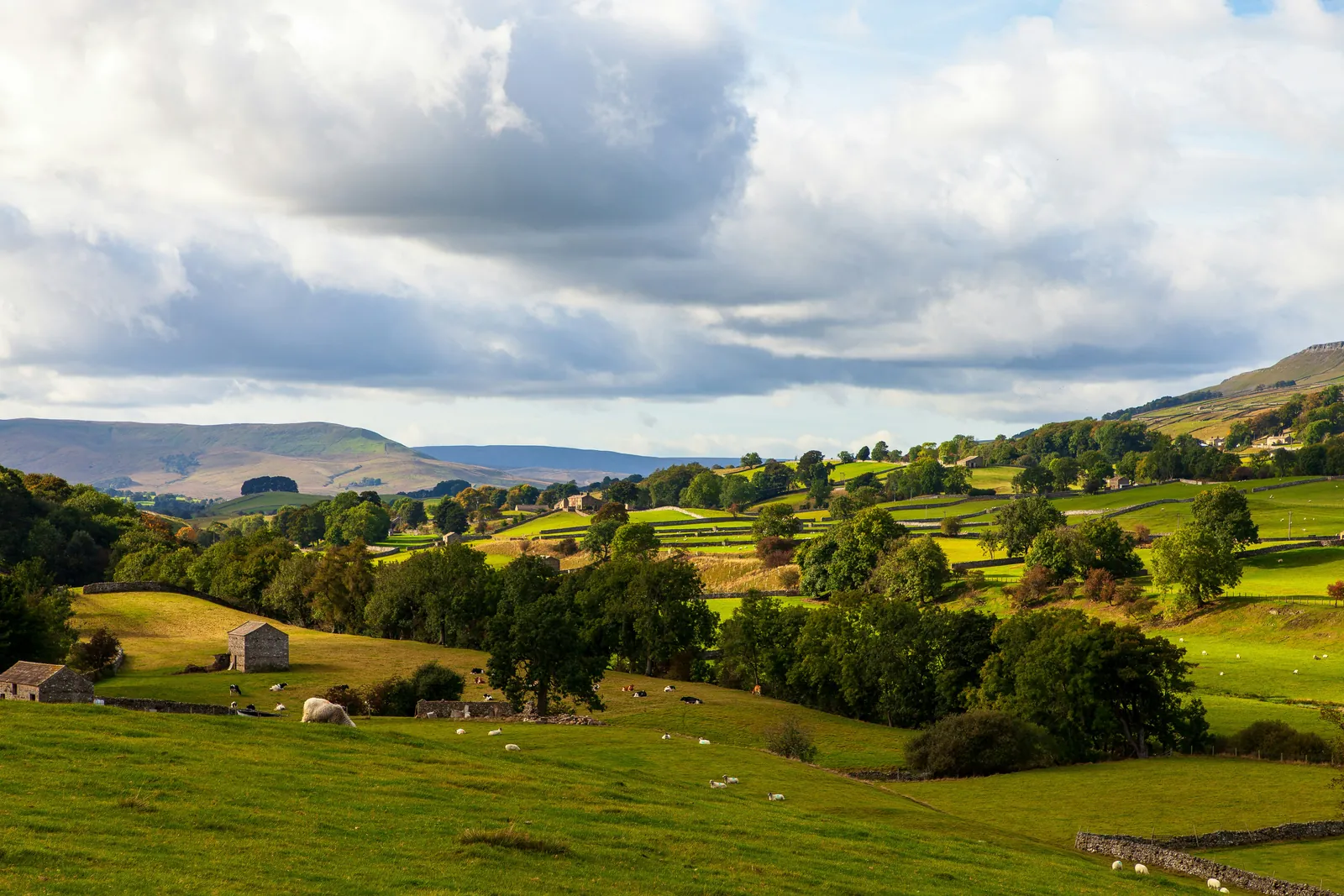 Green fields divided by dry stone walls, with stone field barns, grazing sheep and cattle, woods and moorland hills under a big cloudy sky