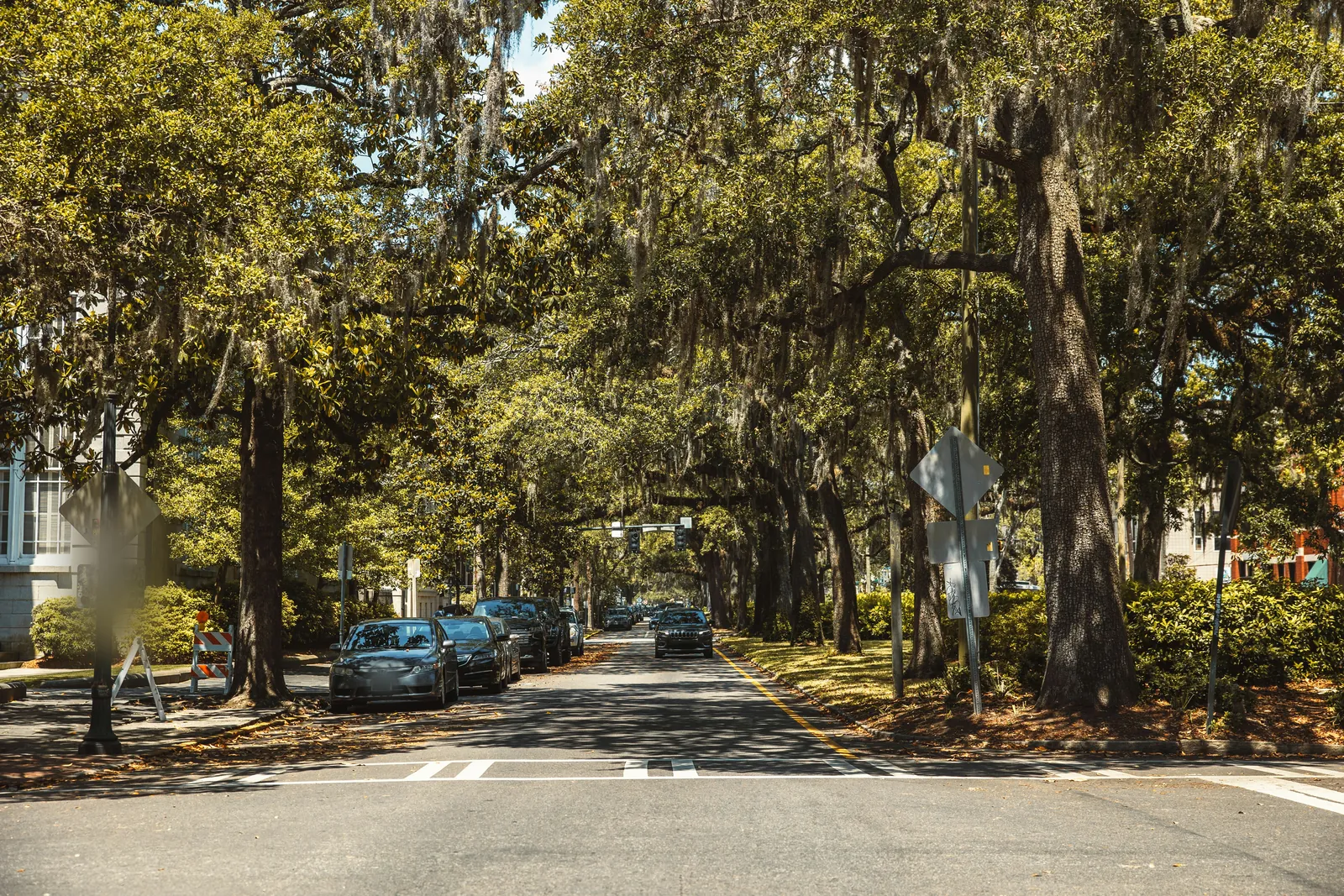 A quiet street under a tunnel of large oak trees hung with grey moss, with cars parked along the kerb, a pedestrian crossing in the foreground and traffic lights in the distance