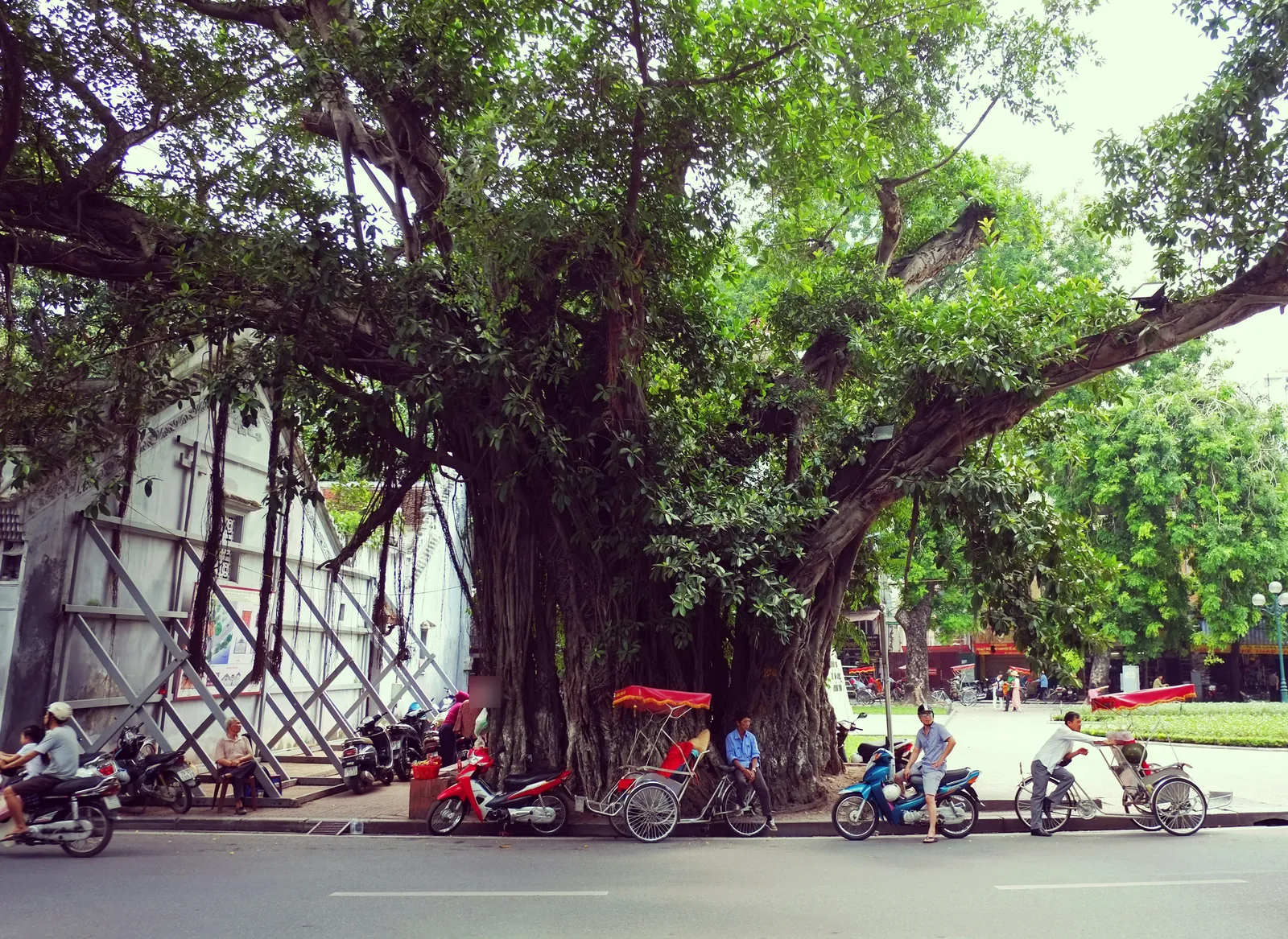 Huge old banyan tree spreading over a pavement, with cyclos and scooters parked beneath it and a leafy square behind
